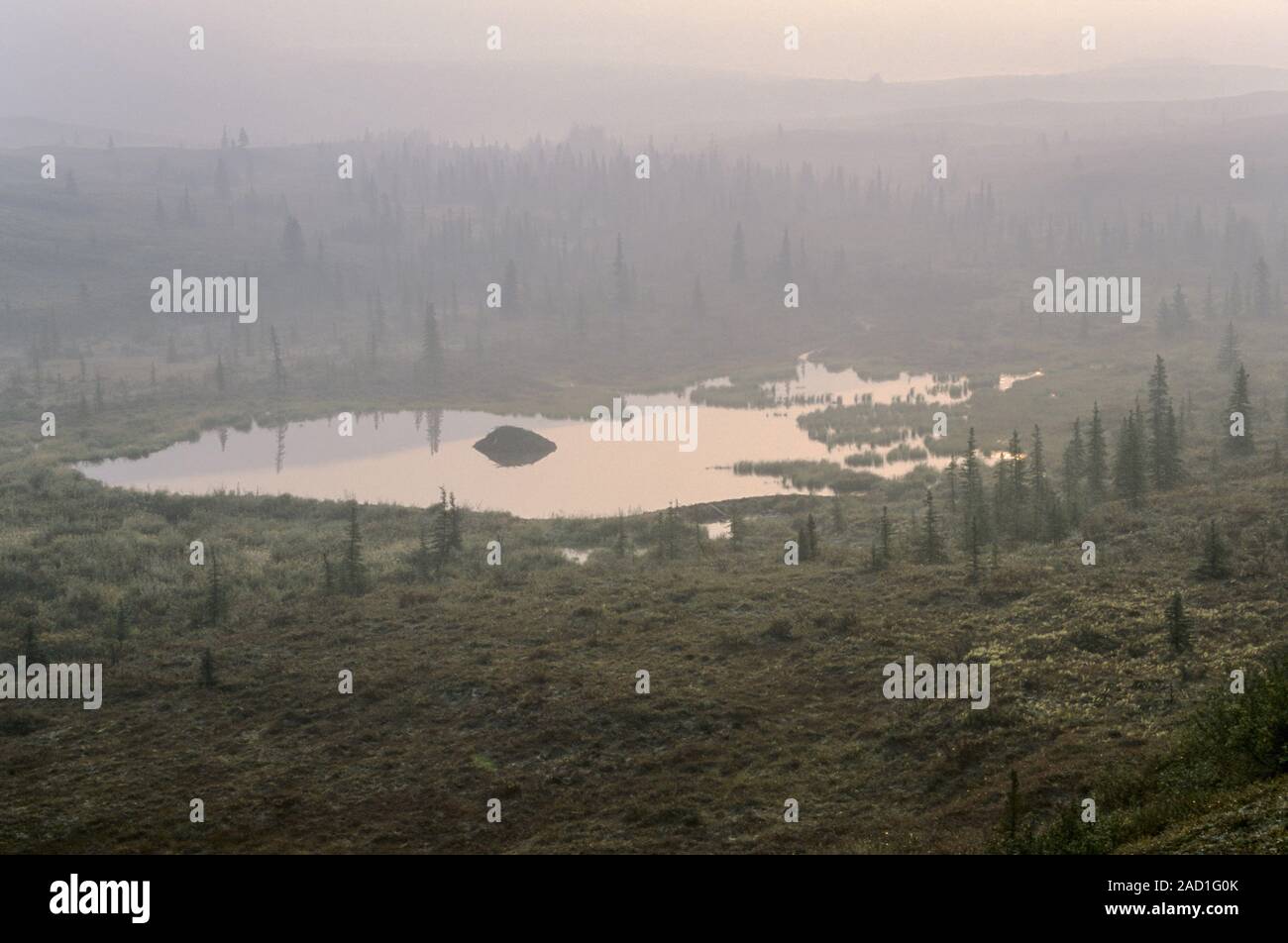 Beaver lodge and beaver dam in the tundra / Denali National Park  -  Alaska Stock Photo