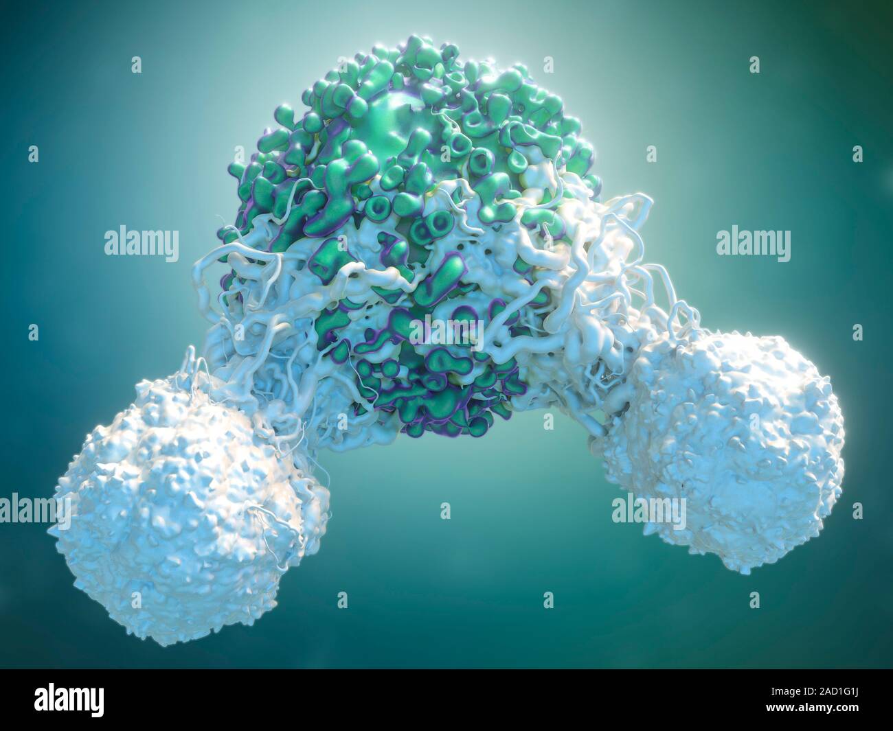 T cells attacking cancer cell. 3D computer illustration of T lymphocyte ...