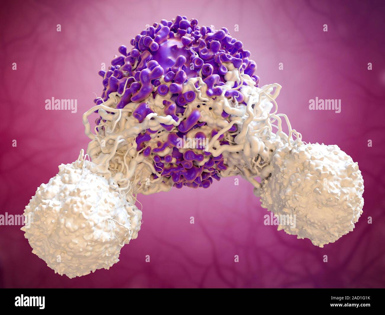 T cells attacking cancer cell. 3D computer illustration of T lymphocyte ...