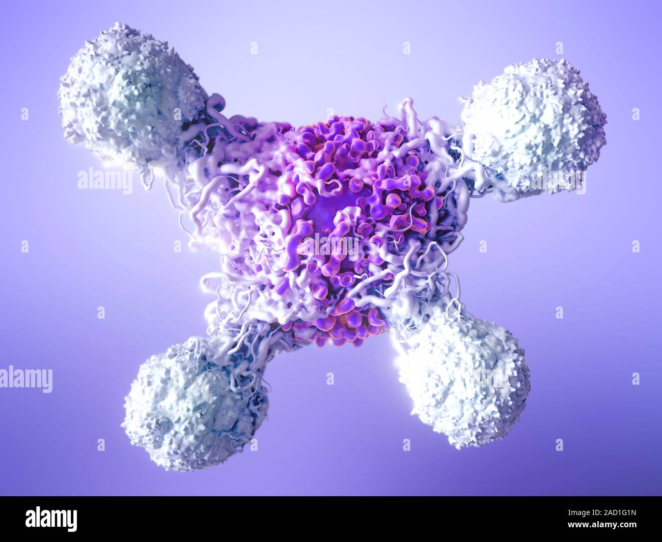 T cells attacking cancer cell. 3D computer illustration of T lymphocyte ...