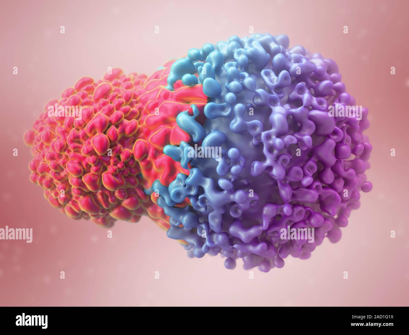 T cell attacking cancer cell. Computer illustration of a T lymphocyte ...