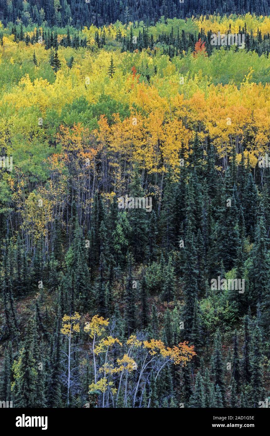 Quaking Aspen in fall in a valley / Denali National Park  -  Alaska Stock Photo