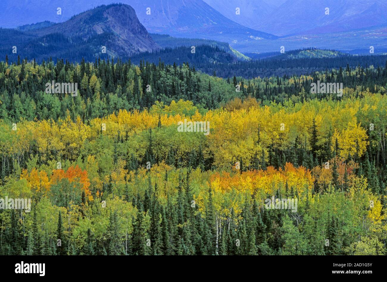 Quaking Aspen in fall in a valley  Denali National Park - Alaska Stock 