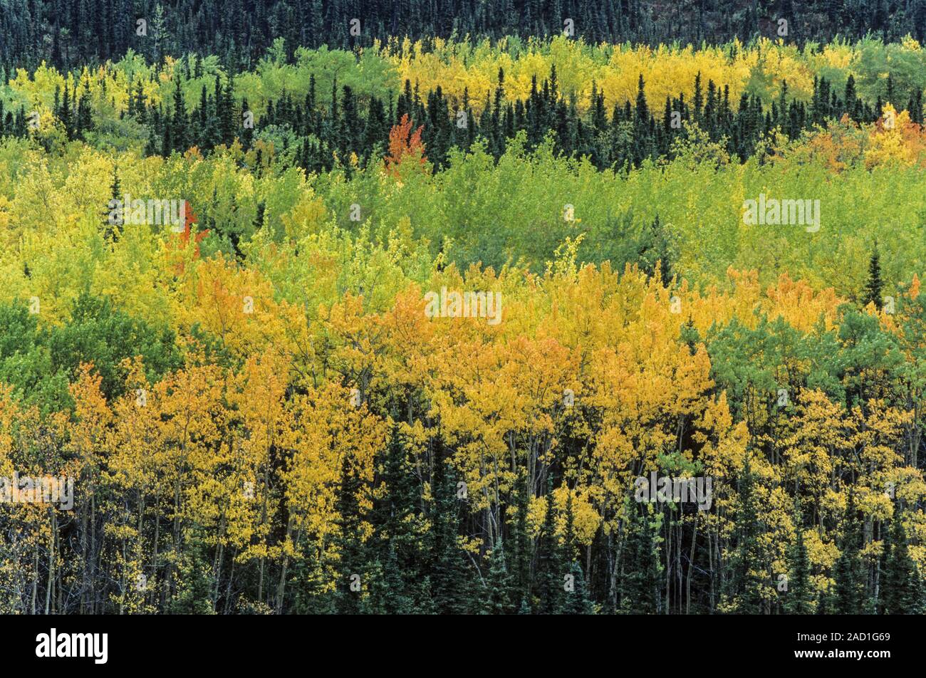 Aspen quaking hi-res stock photography and images - Alamy