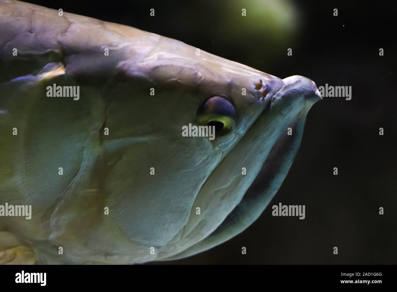 Close-up portrait of the head of a strange ocean fish. Face of fish in focus on a black background. The natural environment under water. Side view Stock Photo