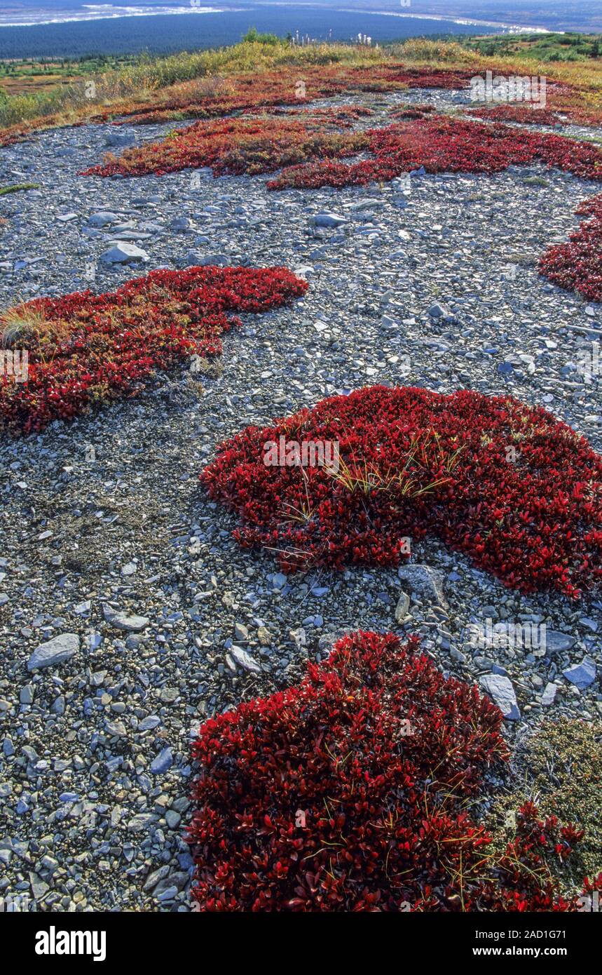 Tundra landscape with Alpine Bearberry in indian summer / Denali National Park - Alaska Stock Photo