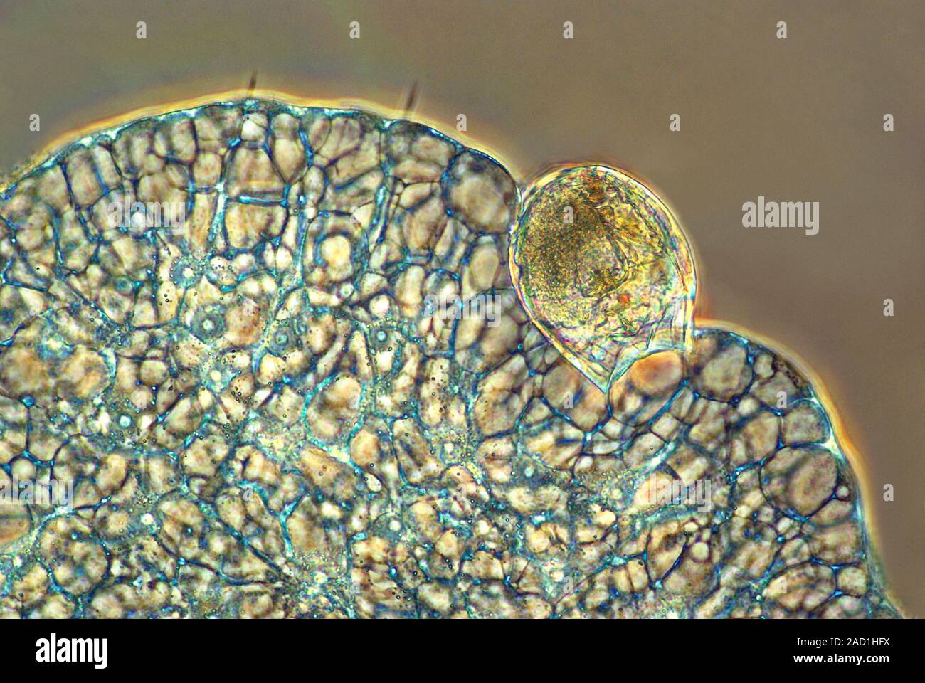 Protozoan ingesting rotifer. Phase contrast light micrograph of an ...