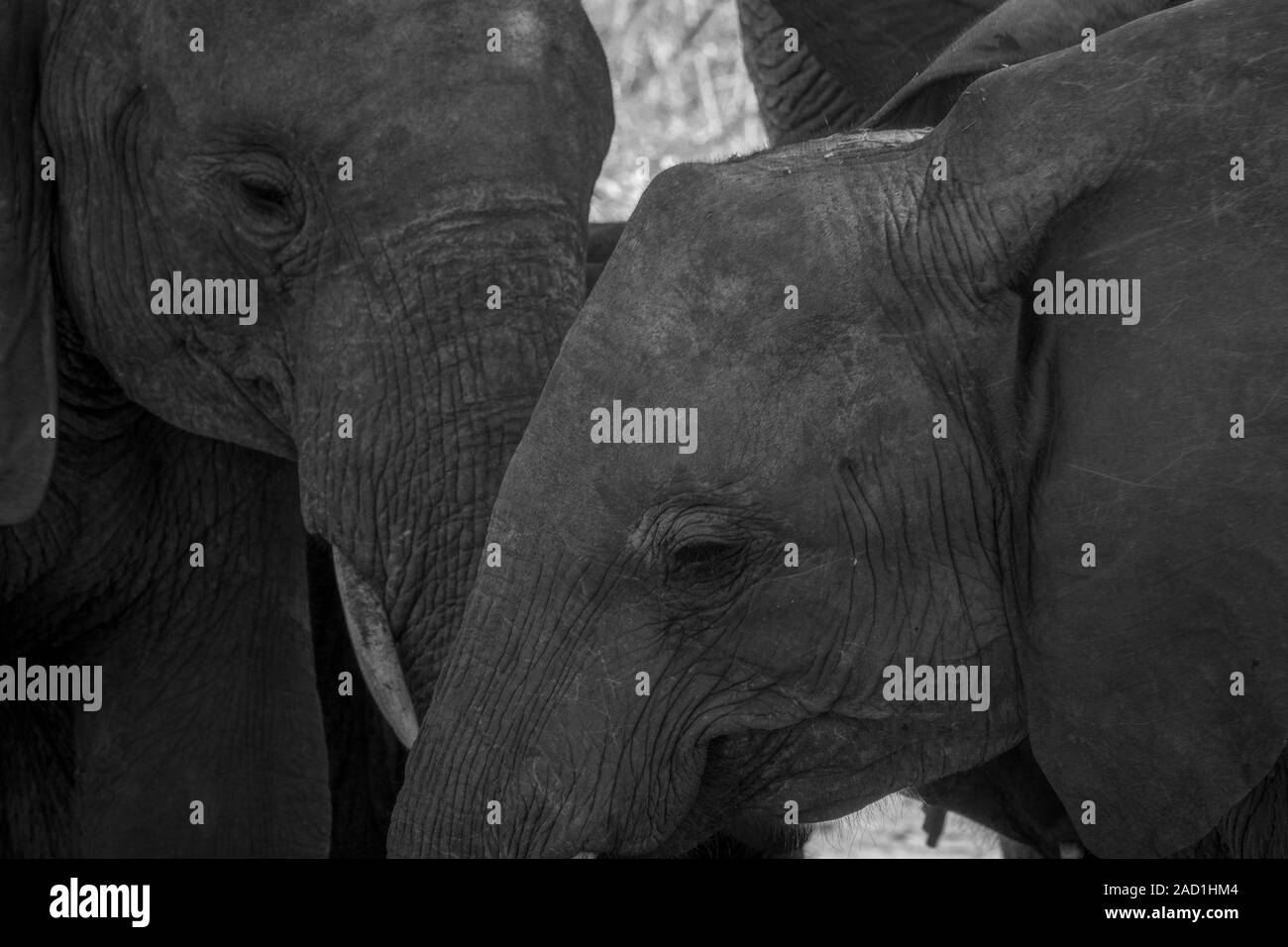 Close up of two Elephants in black and white. Stock Photo
