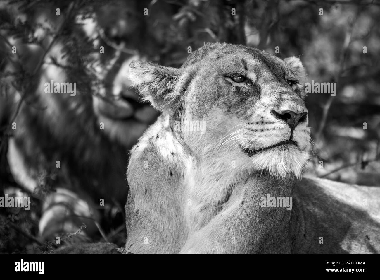 Side profile of a Lioness in black and white. Stock Photo