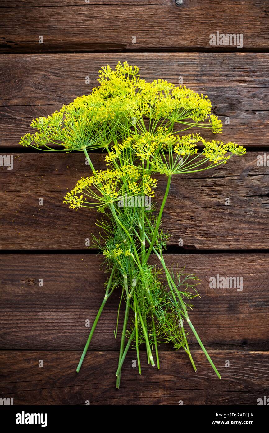 Dill seed head hires stock photography and images Alamy