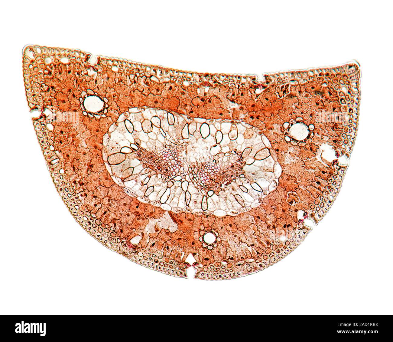 Scots pine (Pinus sylvestris) leaf. Light micrograph of a section ...