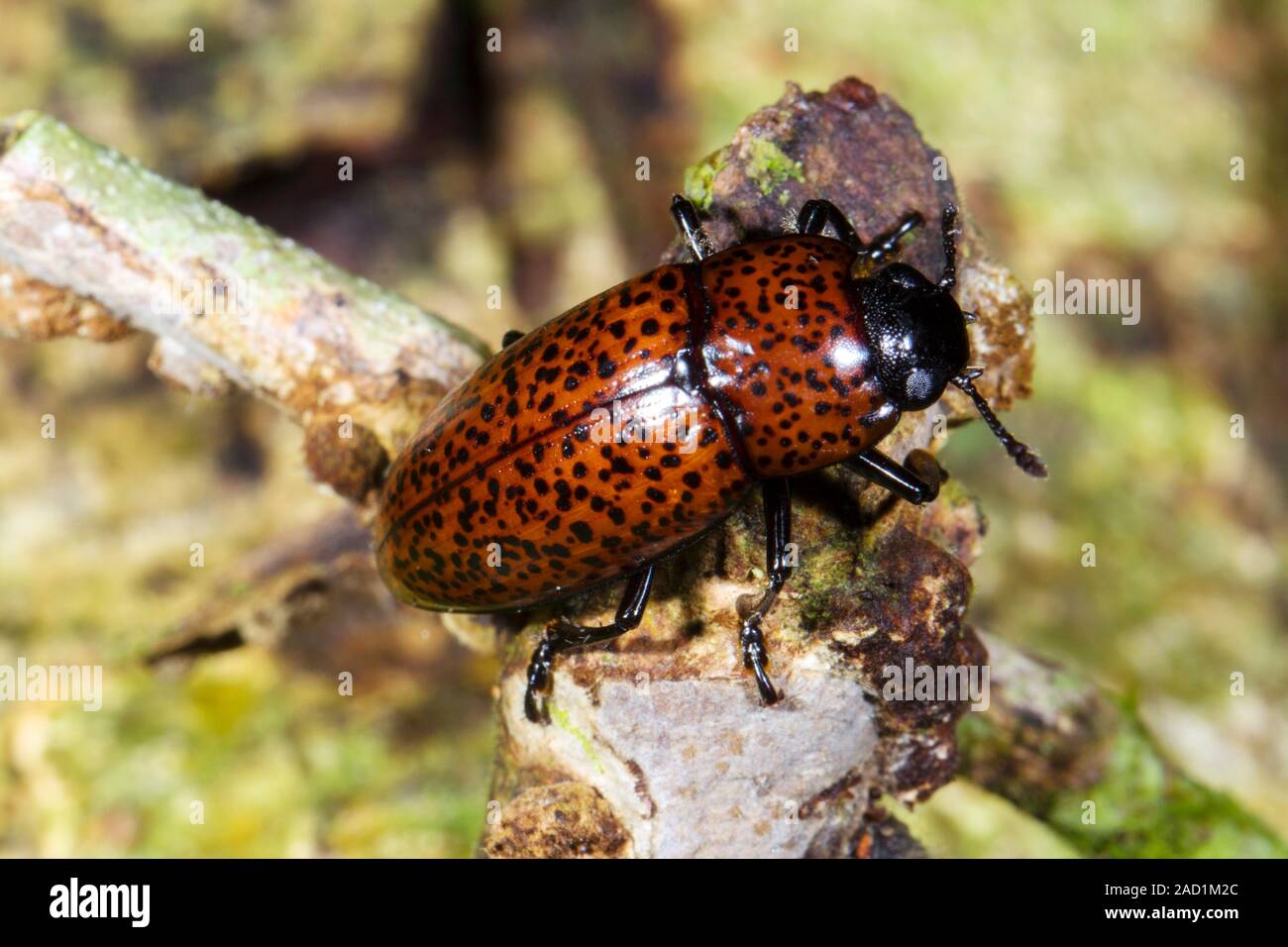 Pleasing fungus beetle (family Erotylidae). Beetles of this family feed