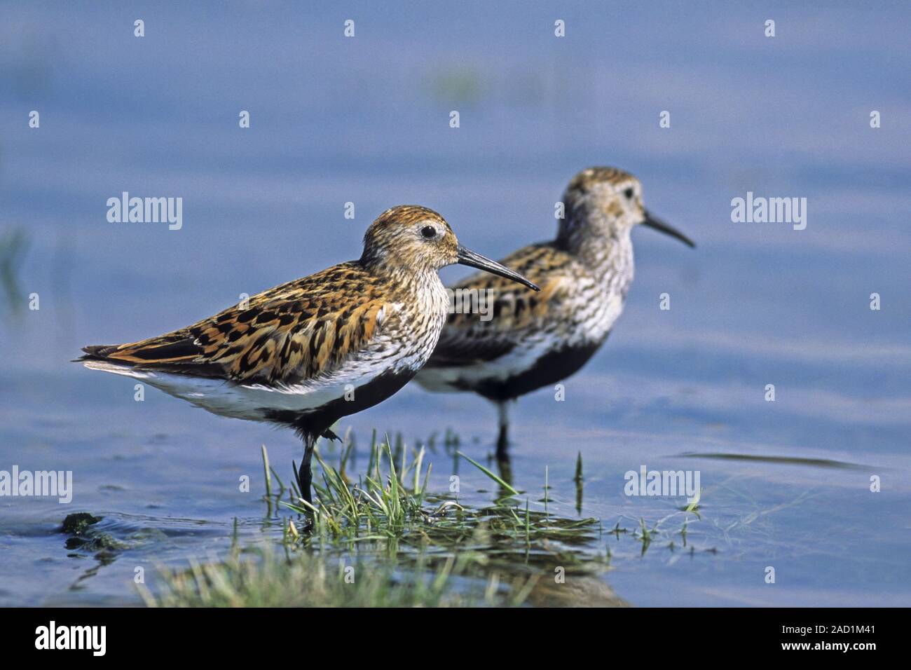 Dunlin, adult birds in breeding plumage show the distinctive black belly Stock Photo