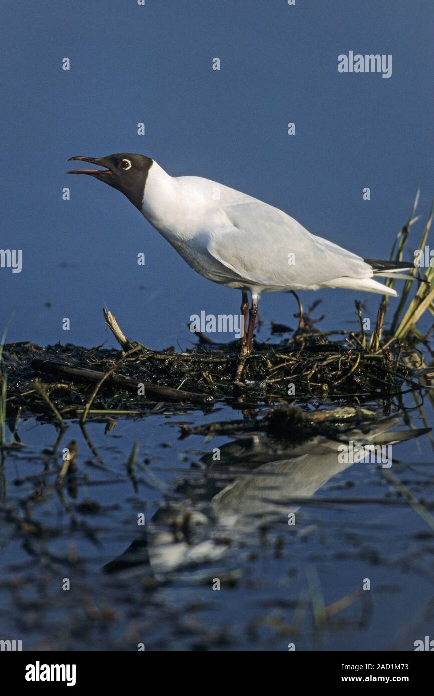 Opportunistic hires stock photography and images Alamy