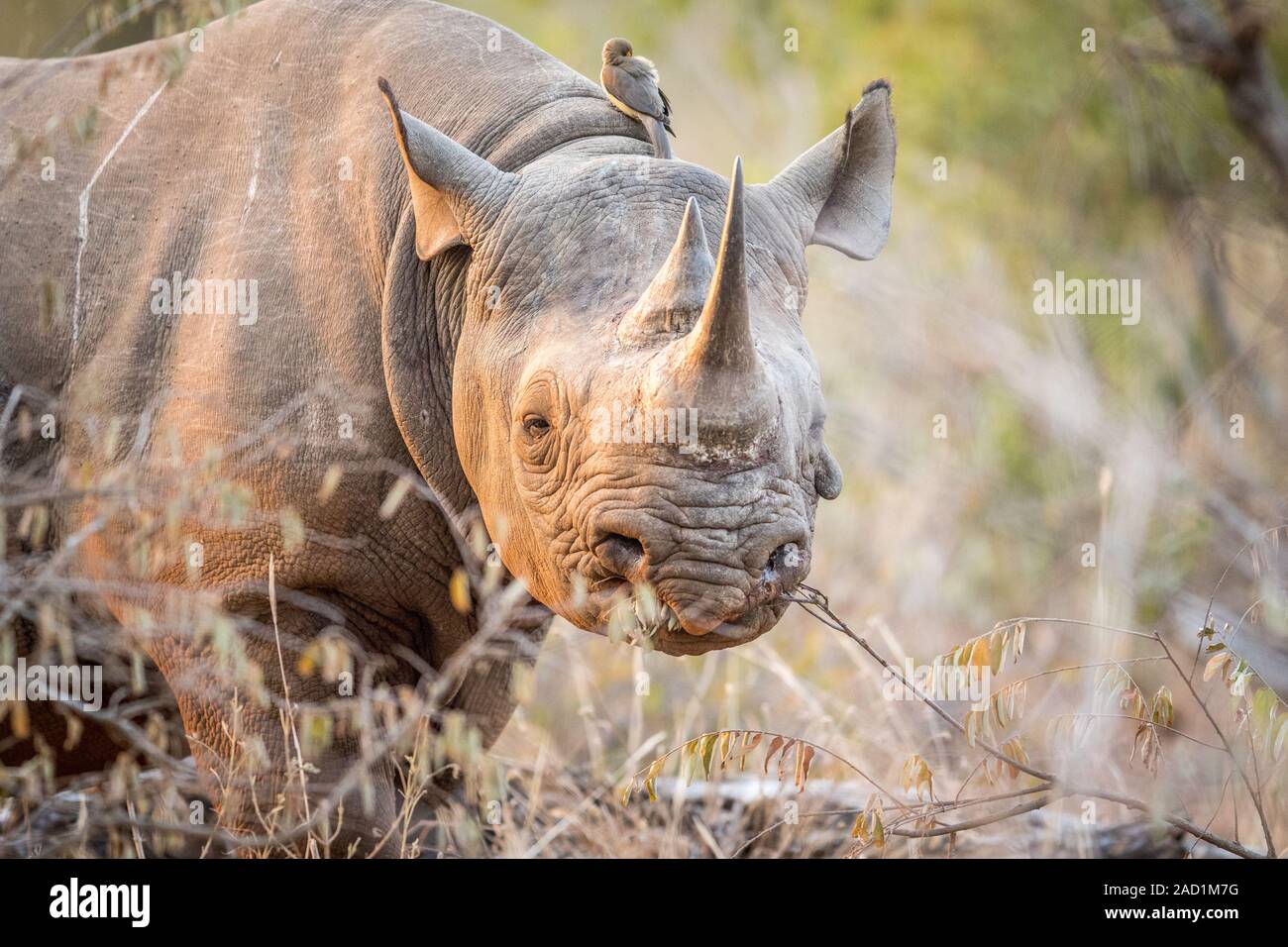 Starring Black rhino in the Kruger. Stock Photo