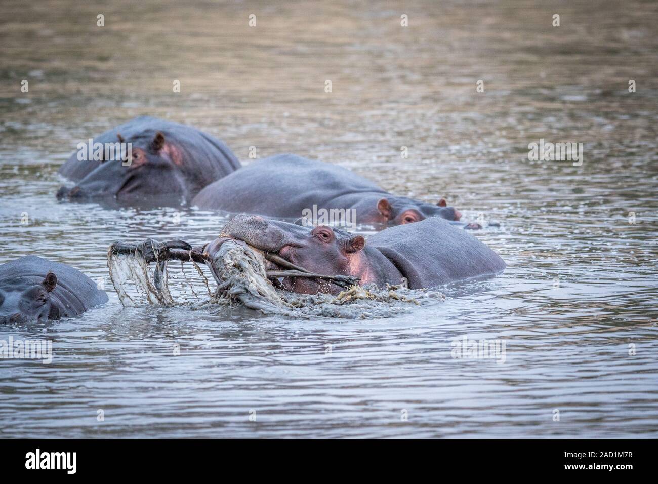 A hippo lifting an impala out of the water in the Kruger. Stock Photo