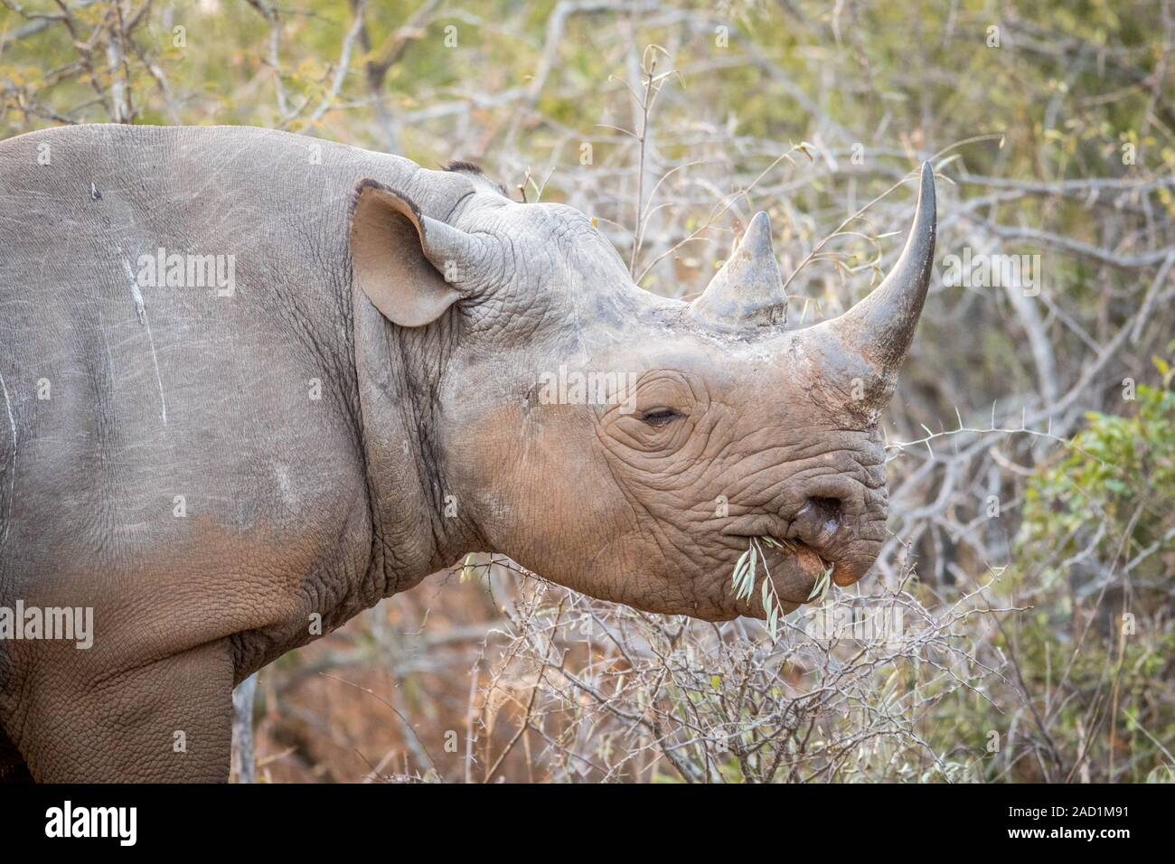 Eating Black rhino in the Kruger. Stock Photo