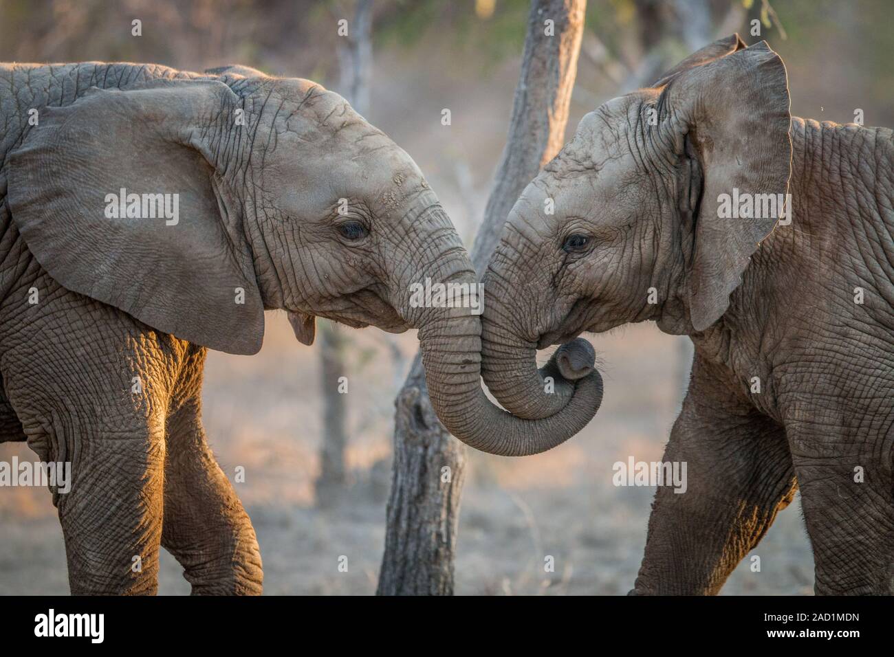 Elephants playing in the Kruger. Stock Photo