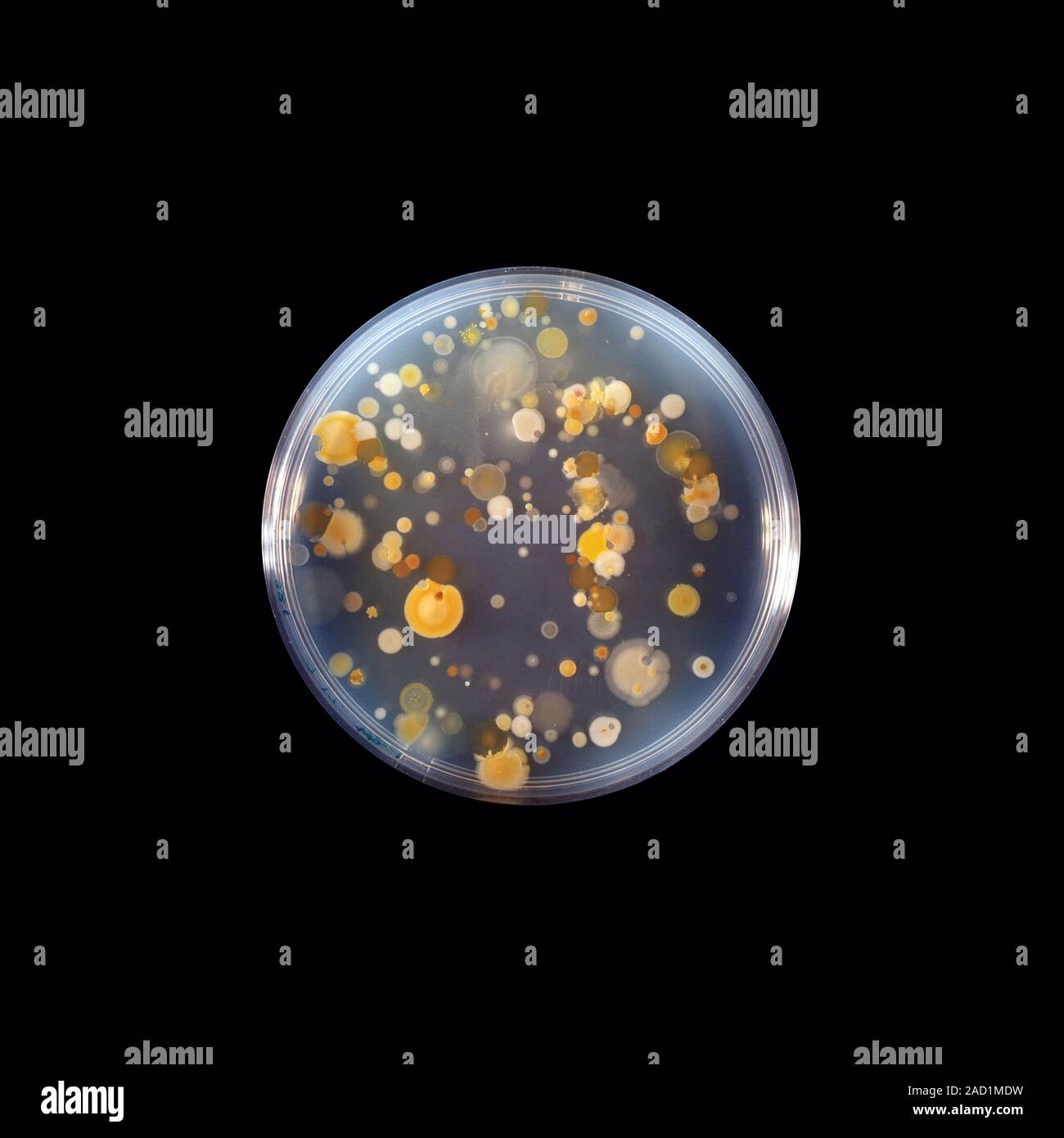 Bacterial research. Colonies of bacteria growing in a petri dish. The