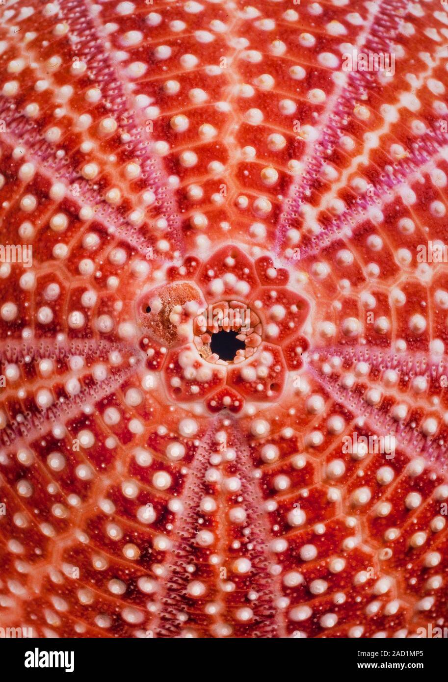 Edible Sea urchin, Echinus esculentus, the European edible sea urchin