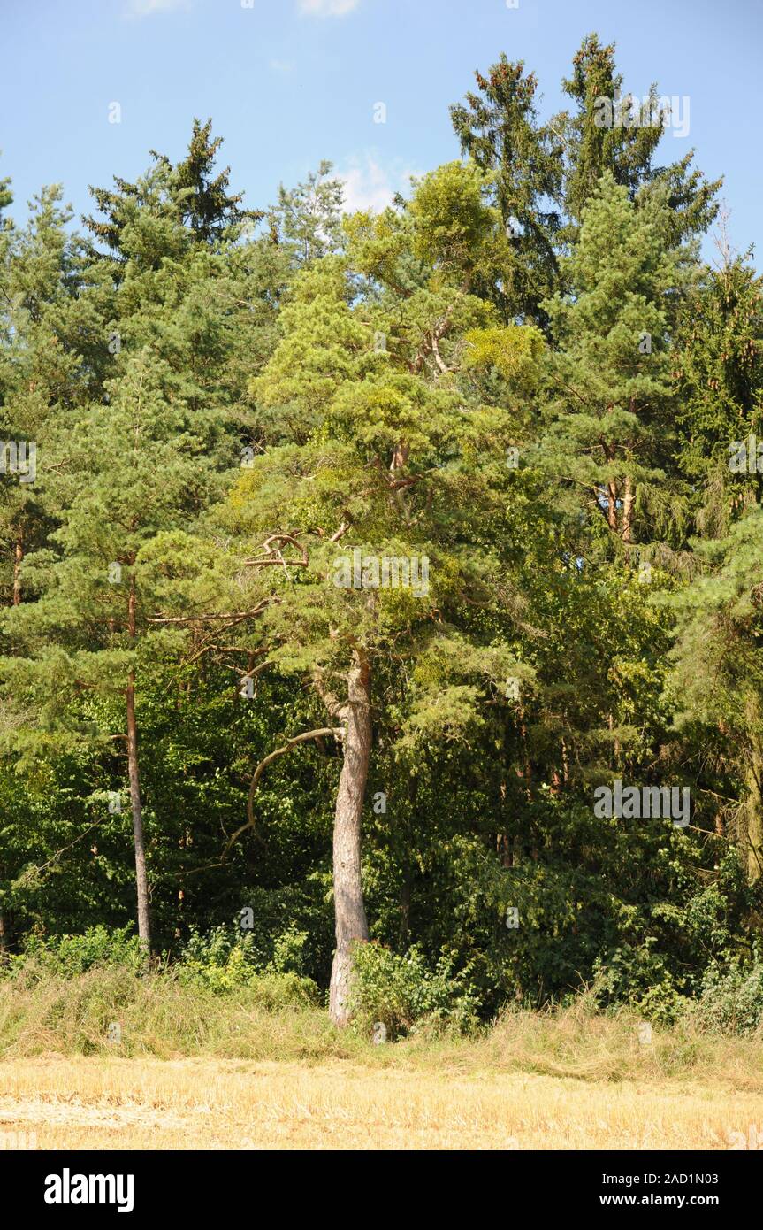 Pinus sylvestris, Waldkiefer, Scots pine, Viscum album, Mistel, Mistletoe Stock Photo