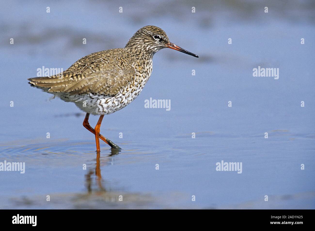 Common Redshank feeds on insects, worms, snails, crustaceans and molluscs Stock Photo