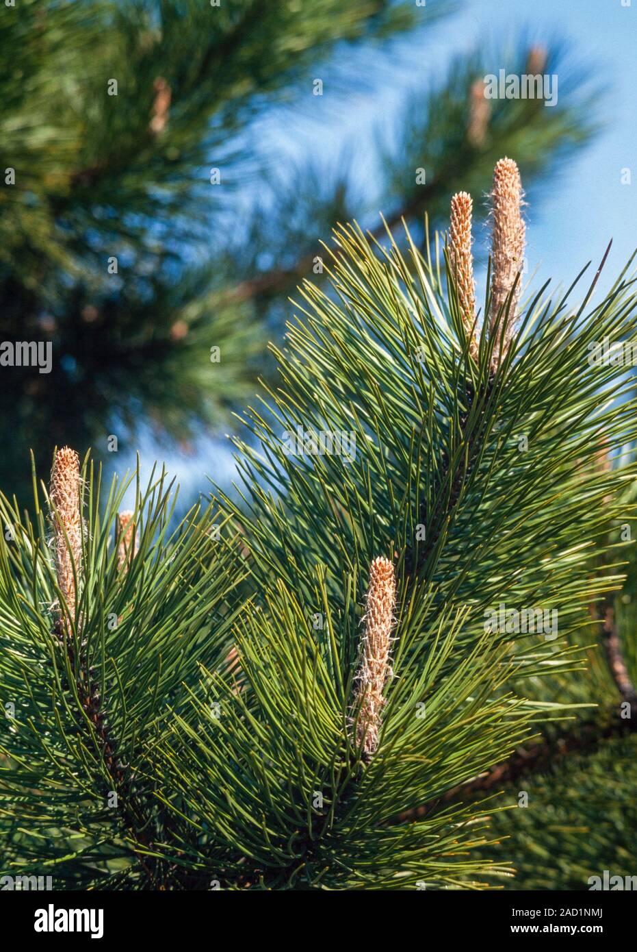 Pine tree growing tips, Pinus sp. Stock Photo