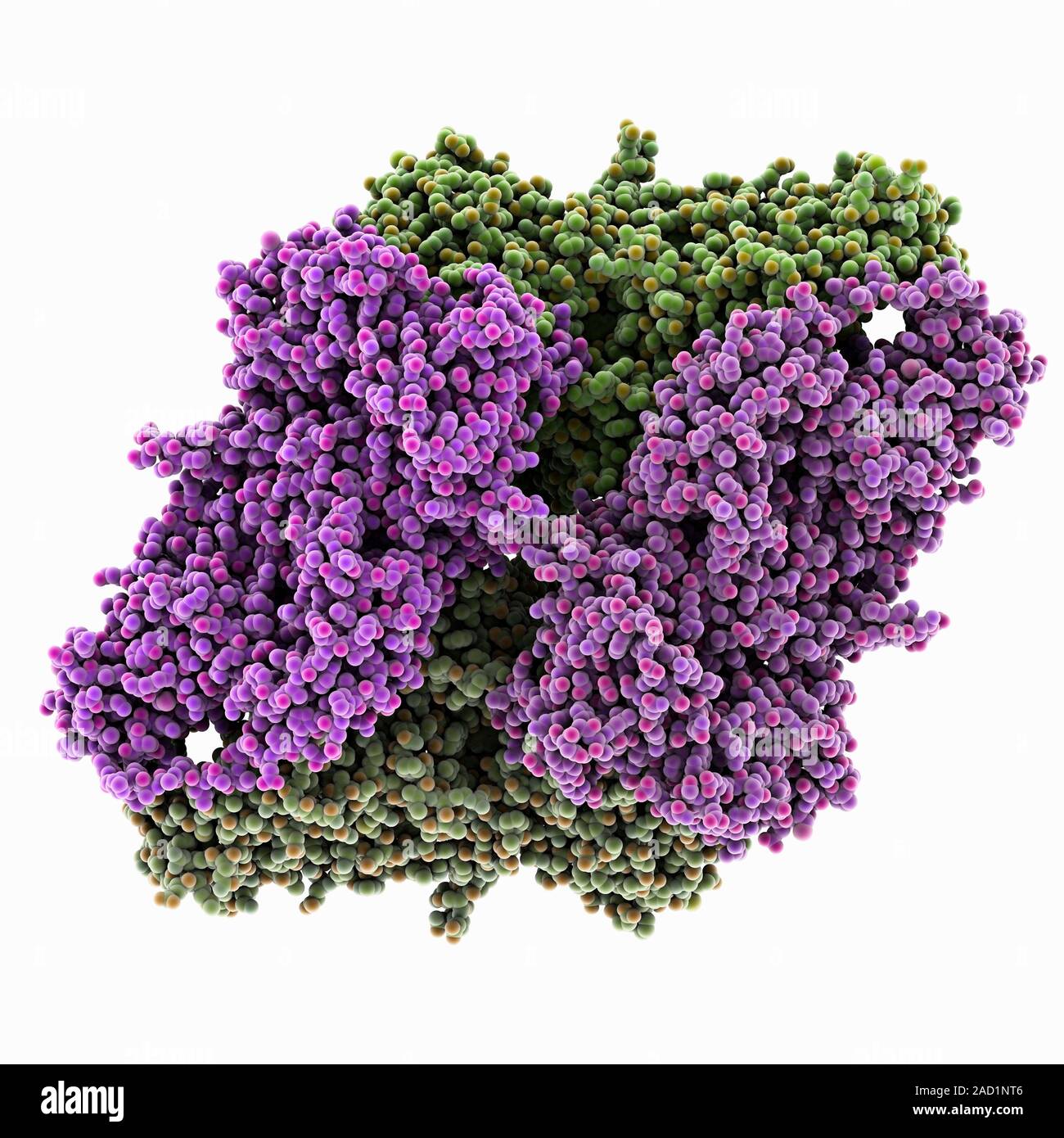 Betagalactosidase, molecular model. This enzyme breaks down sugars