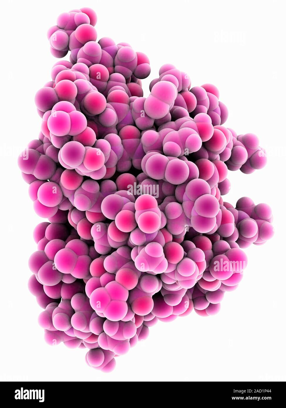 Insect antifreeze protein. Molecular model of an insect antifreeze ...