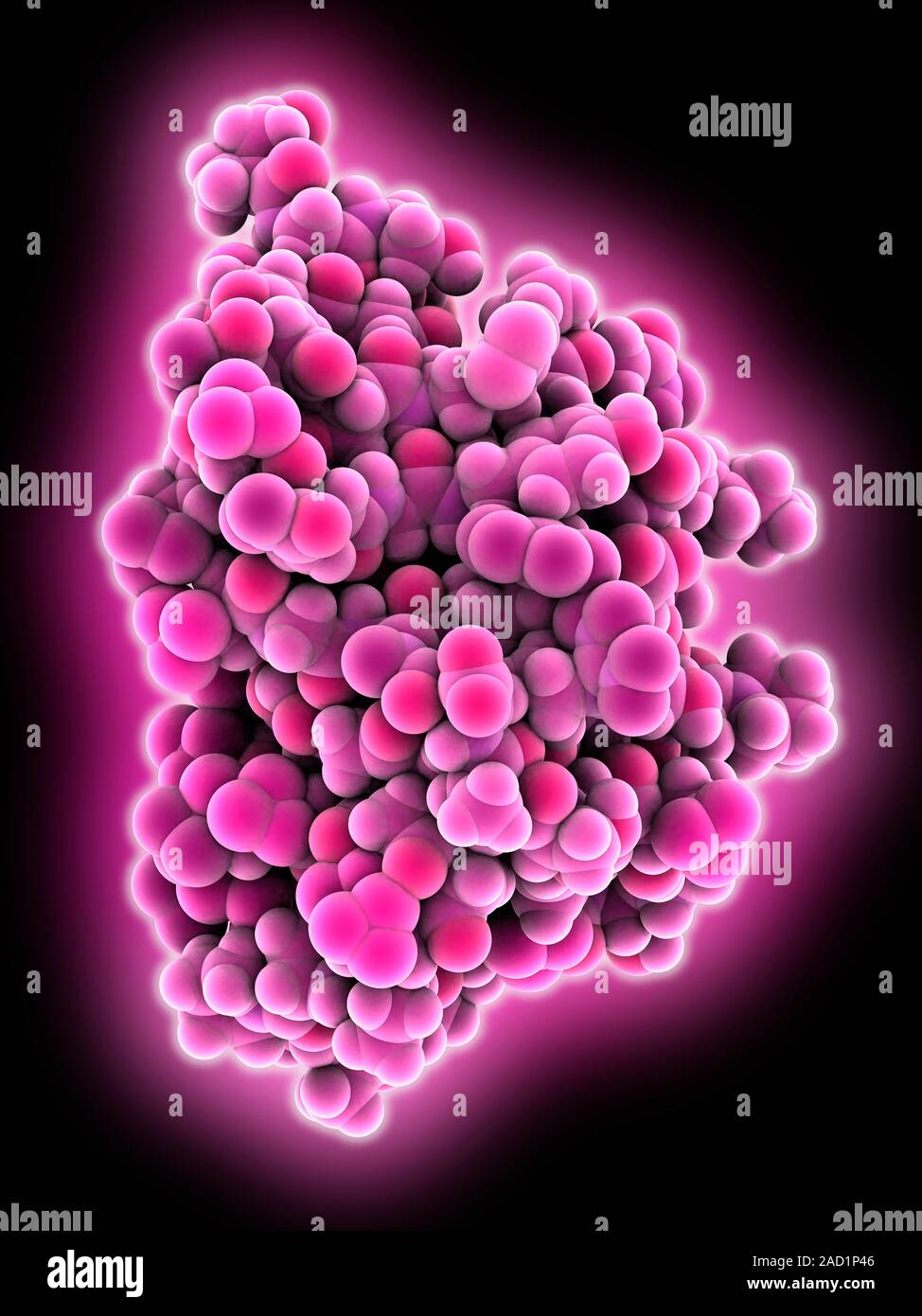 Insect antifreeze protein. Molecular model of an insect antifreeze ...