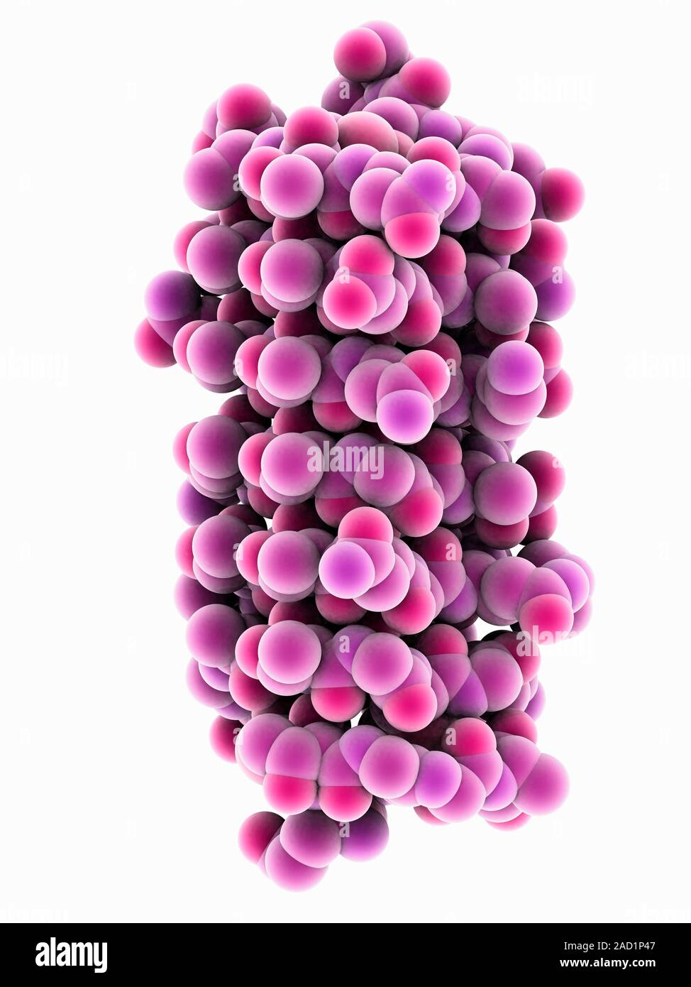 Insect antifreeze protein. Molecular model of an insect antifreeze ...