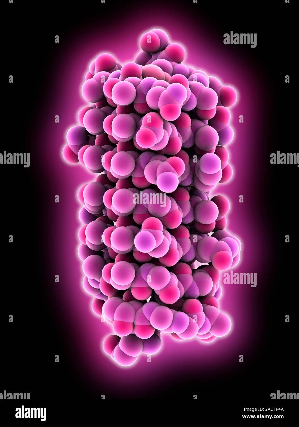 Insect antifreeze protein. Molecular model of an insect antifreeze ...
