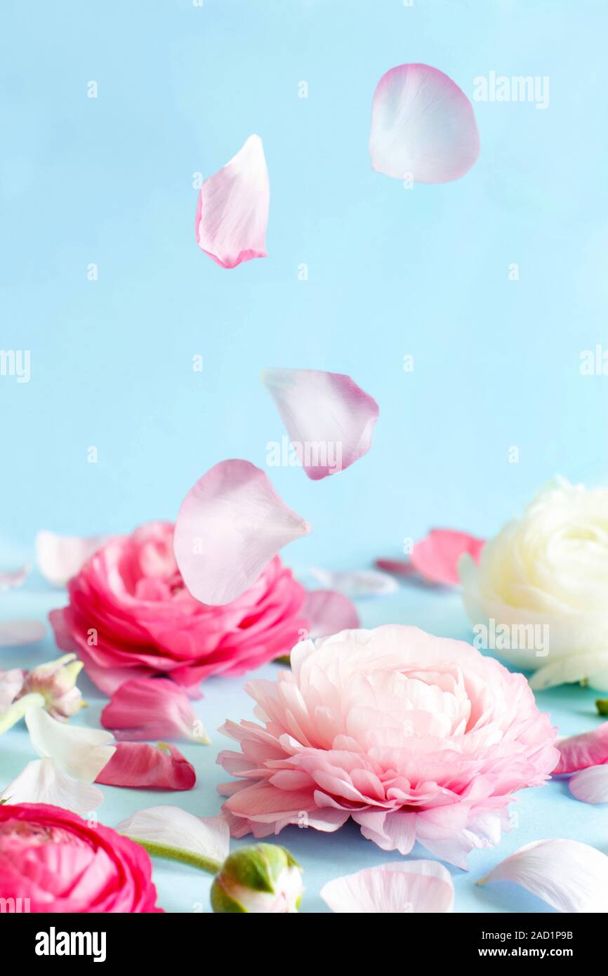 Pink flowers and petals on a light blue background copy space, Stock Photo