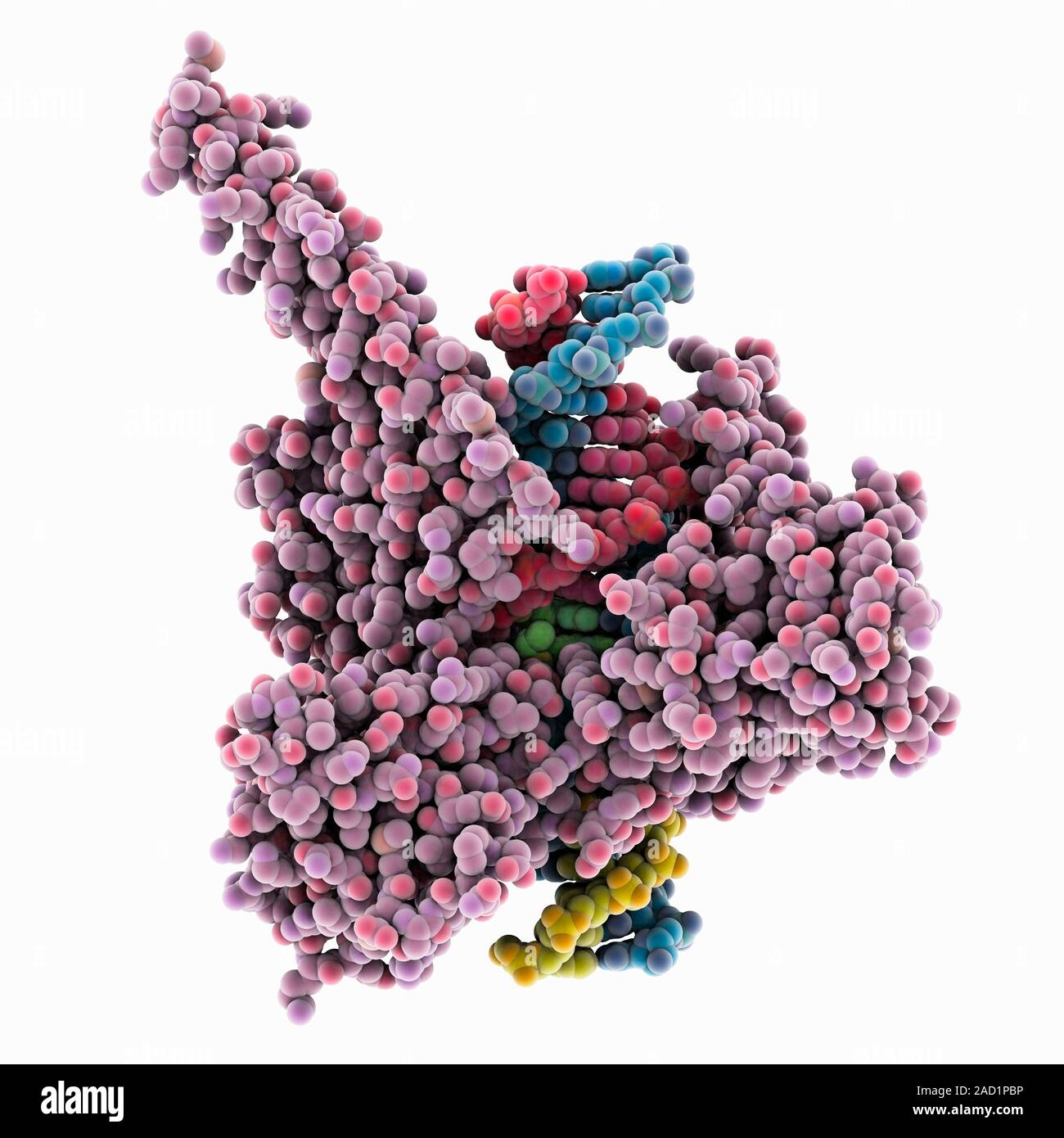 DNA topoisomerase and inhibitor. Molecular model of the chemotherapy ...