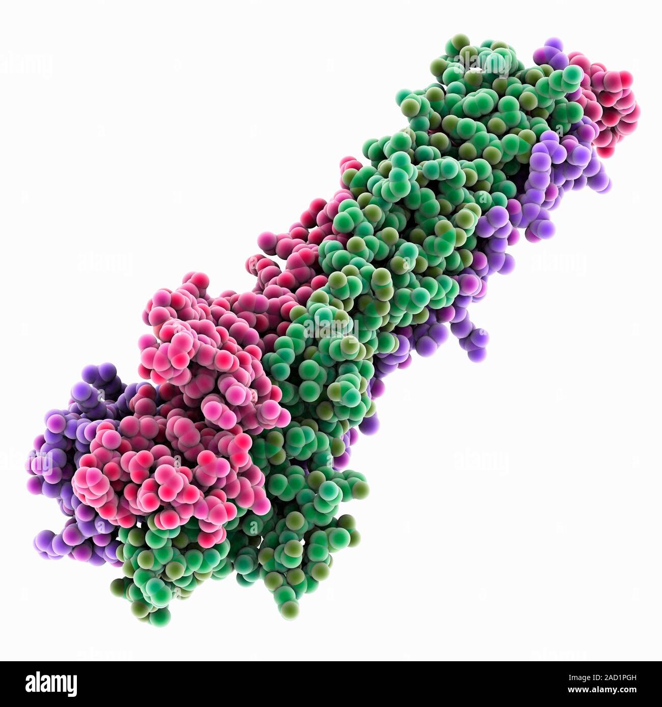 Haemagglutinin protein subunit. Molecular model of the ectodomain of ...