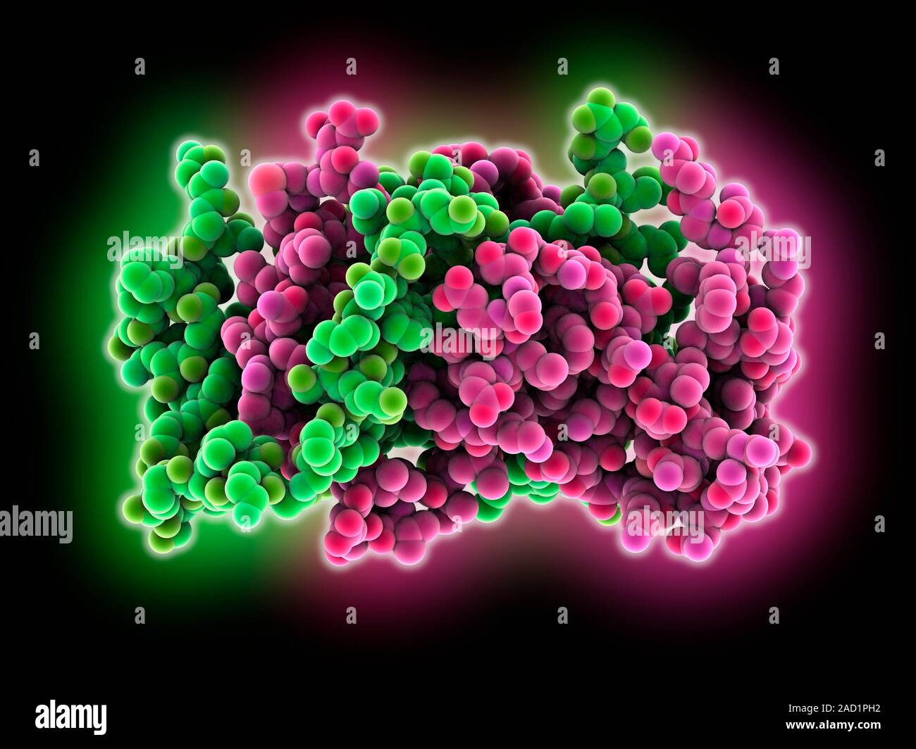 Interferon gamma, molecular model. Interferon gamma is produced by ...