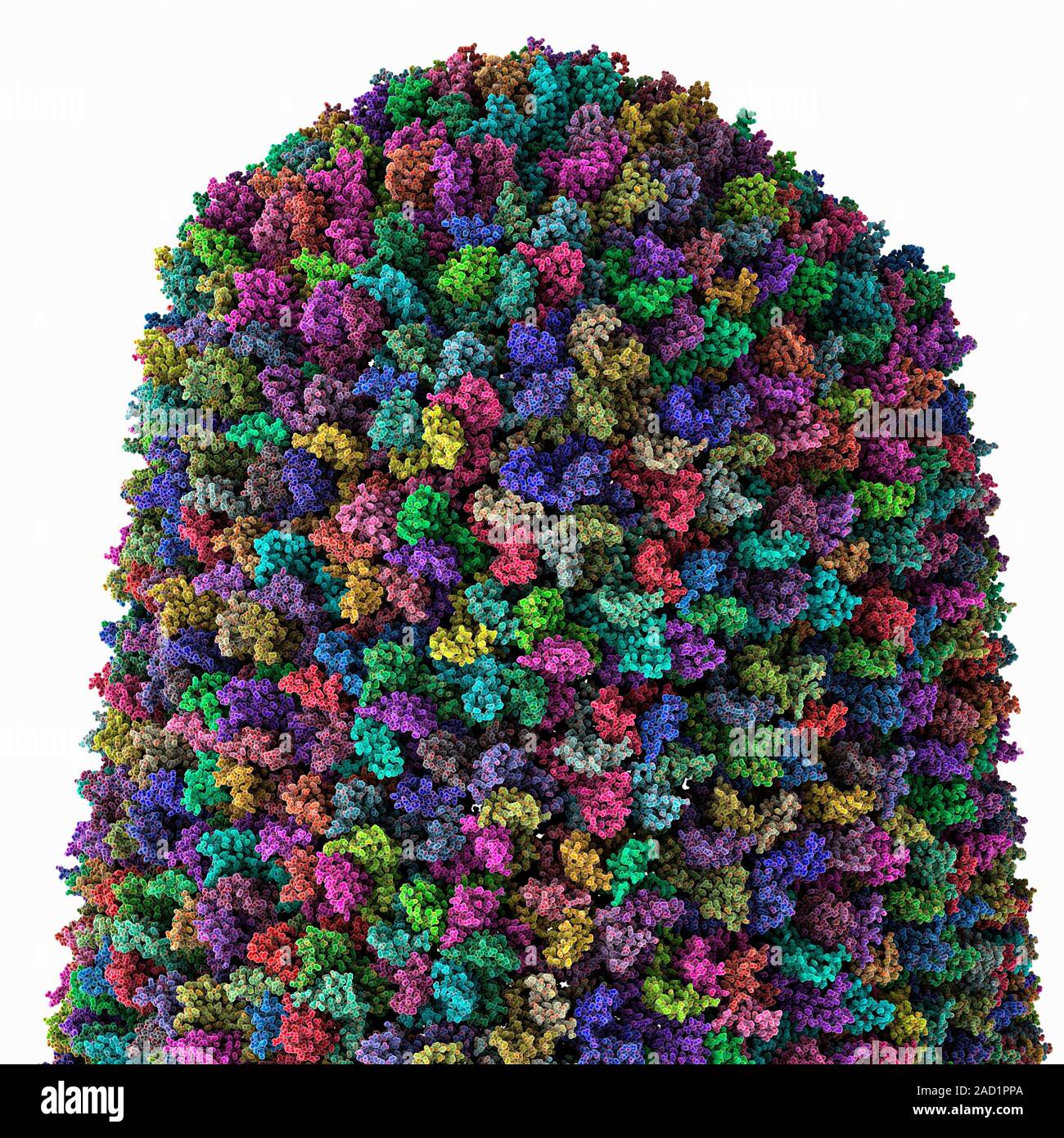 Molecular model of the capsid, or protein coat, of a human ...
