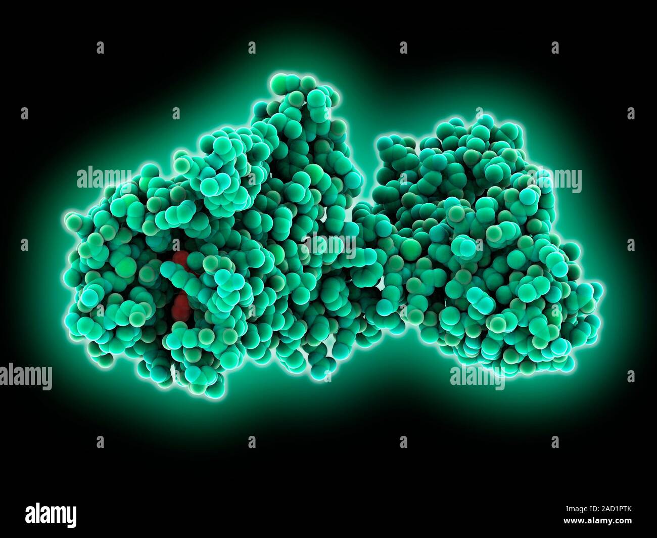 Beta-2 adrenergic receptor. Molecular model of a human beta-2 ...