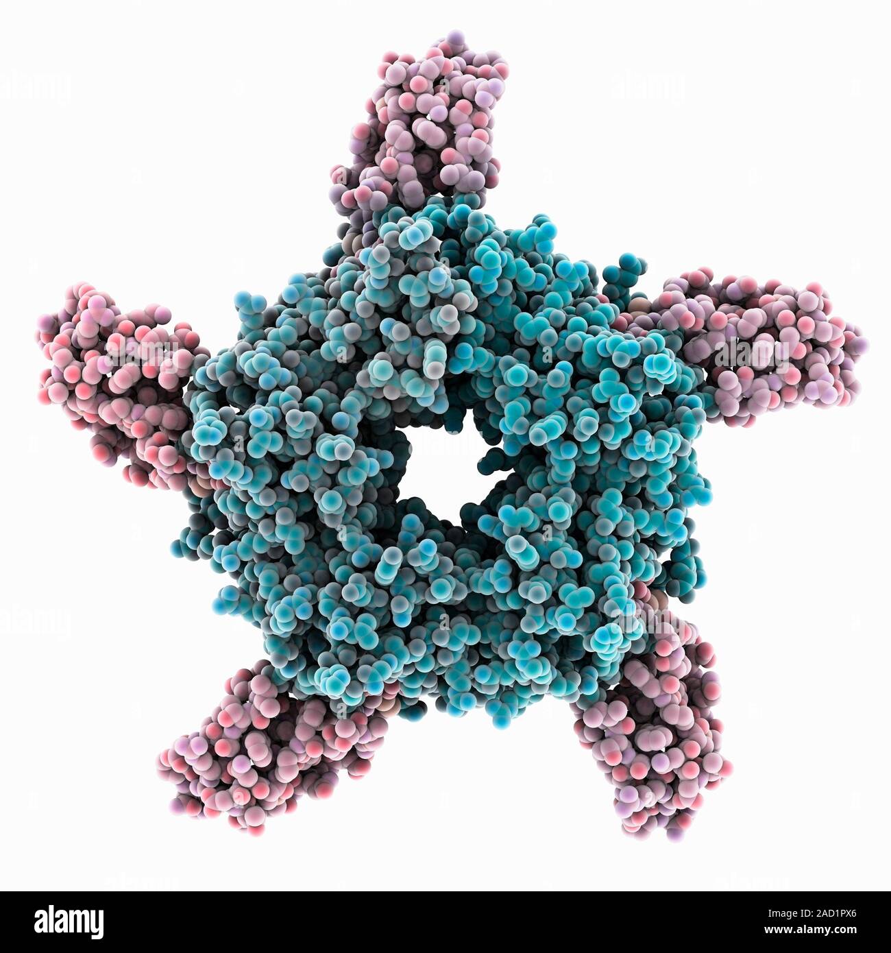 Cobra (Naja sp.) venom action. Molecular model showing the structure of