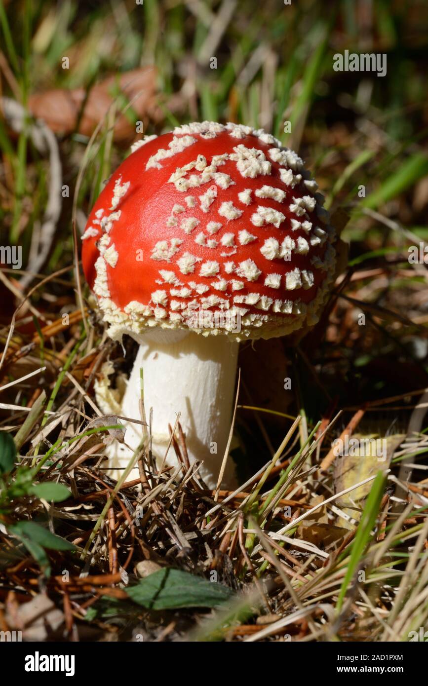 Red & White Fly Agaric Mushroom, Amanita muscaria, aka Fly amanita Toadstool Stock Photo