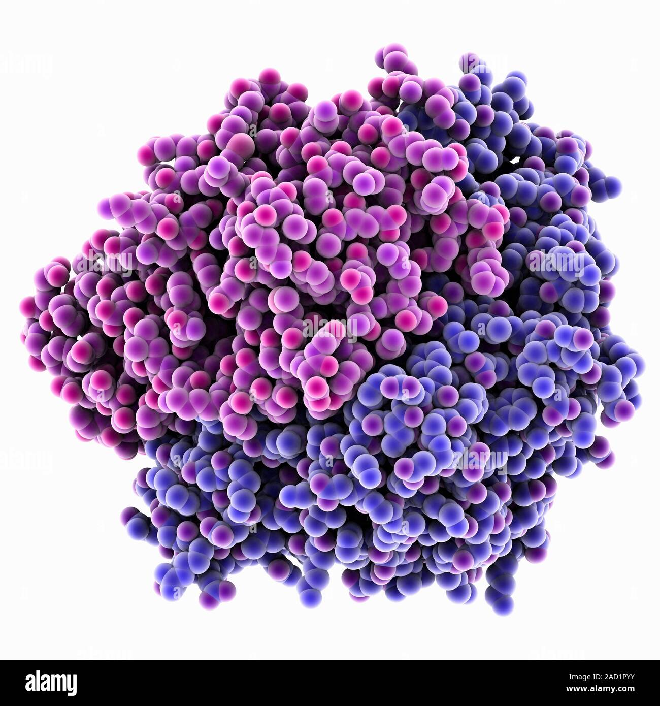 NiFe hydrogenase, molecule model. Hydrogenase enzymes catalyse the