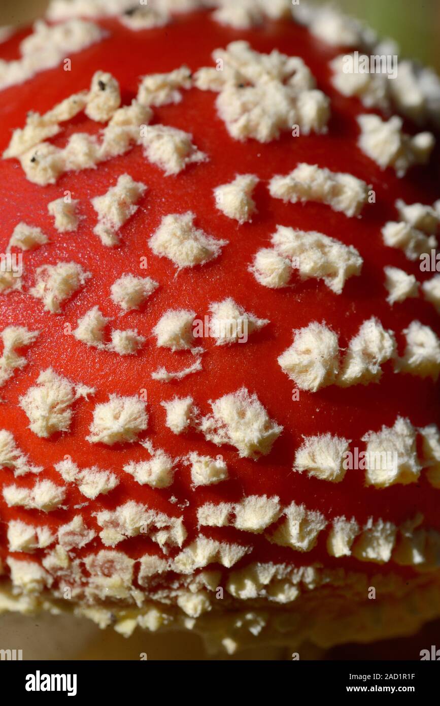 Pattern Detail of White Spots on Red Cap of Fly Agaric Mushroom, Amanita muscaria, aka Fly amanita Toadstool Stock Photo