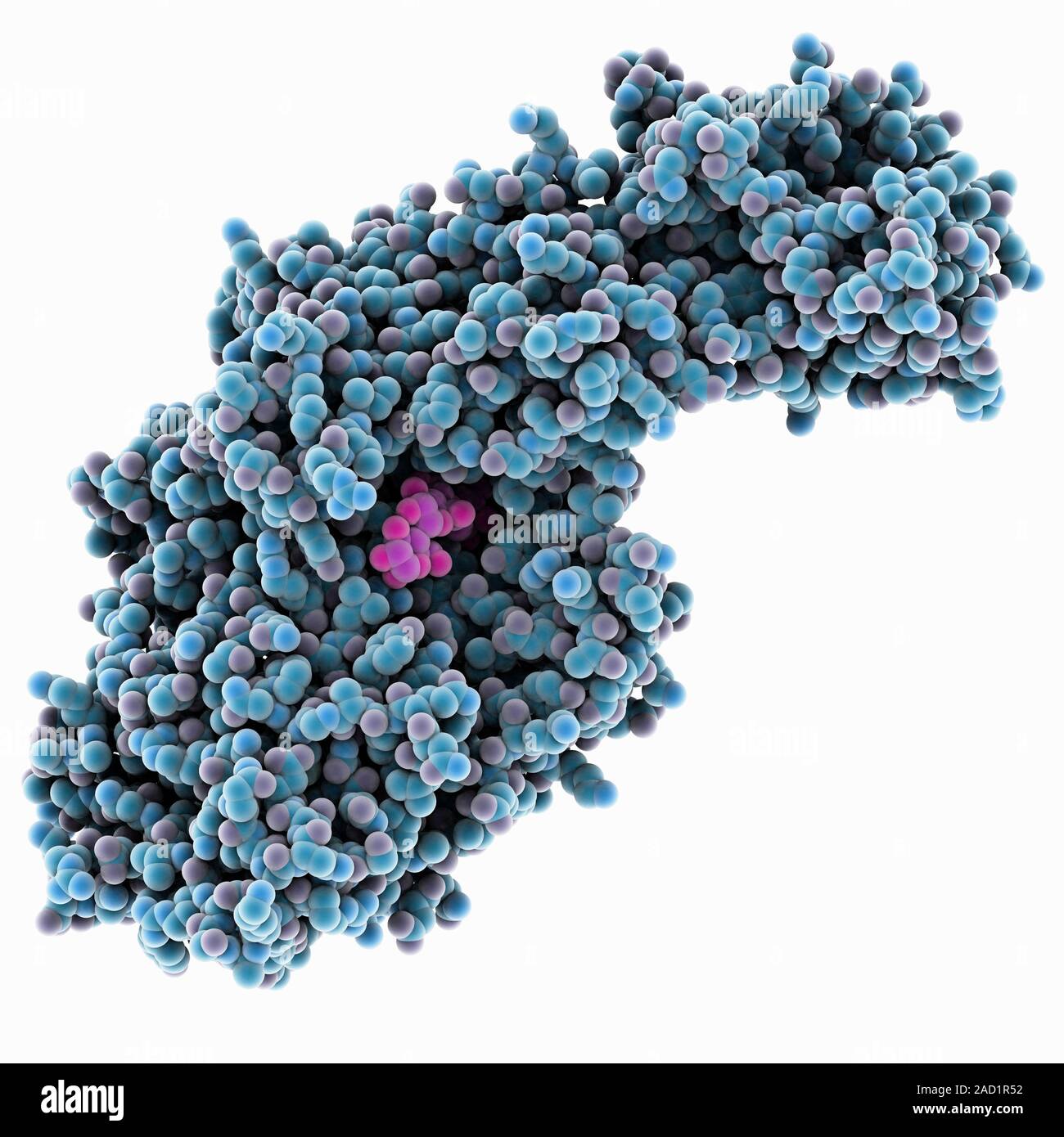 Bacterial Biofilm Enzyme. Molecular Model Of The Enzyme Glucansucrase ...