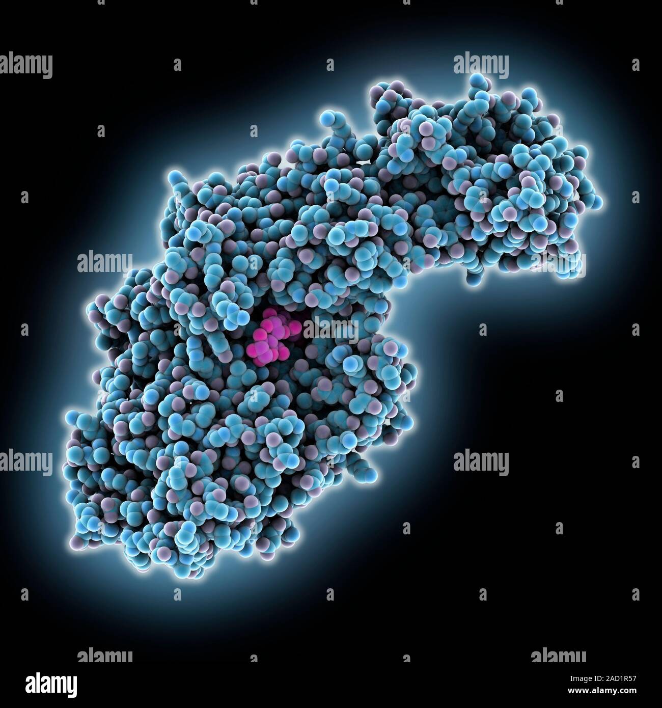 Bacterial biofilm enzyme. Molecular model of the enzyme glucansucrase from the bacterium