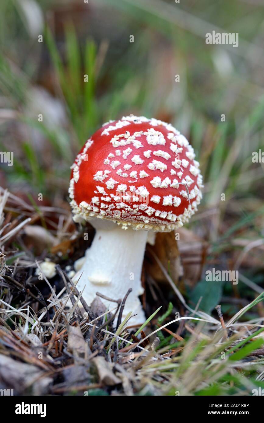 Red & White Fly Agaric Mushroom, Amanita muscaria, aka Fly amanita Toadstool Stock Photo