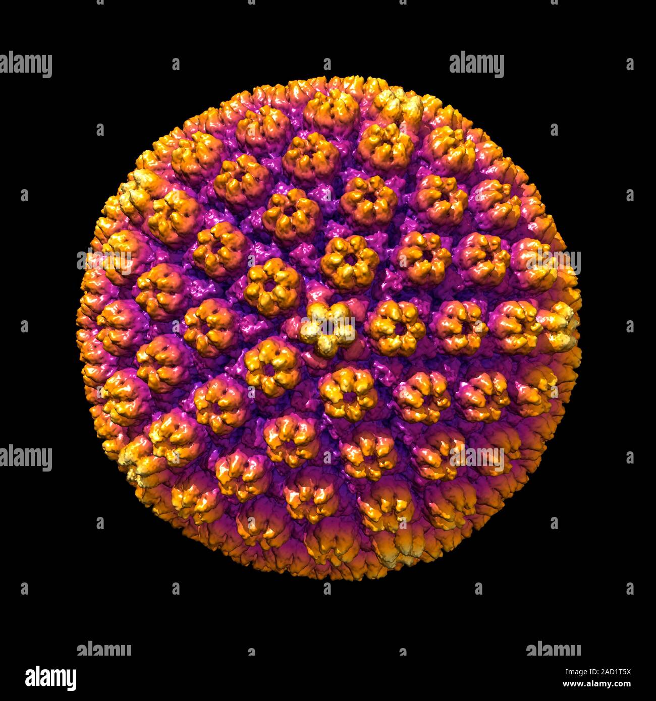 Human cytomegalovirus. Computer illustration showing the structure of ...