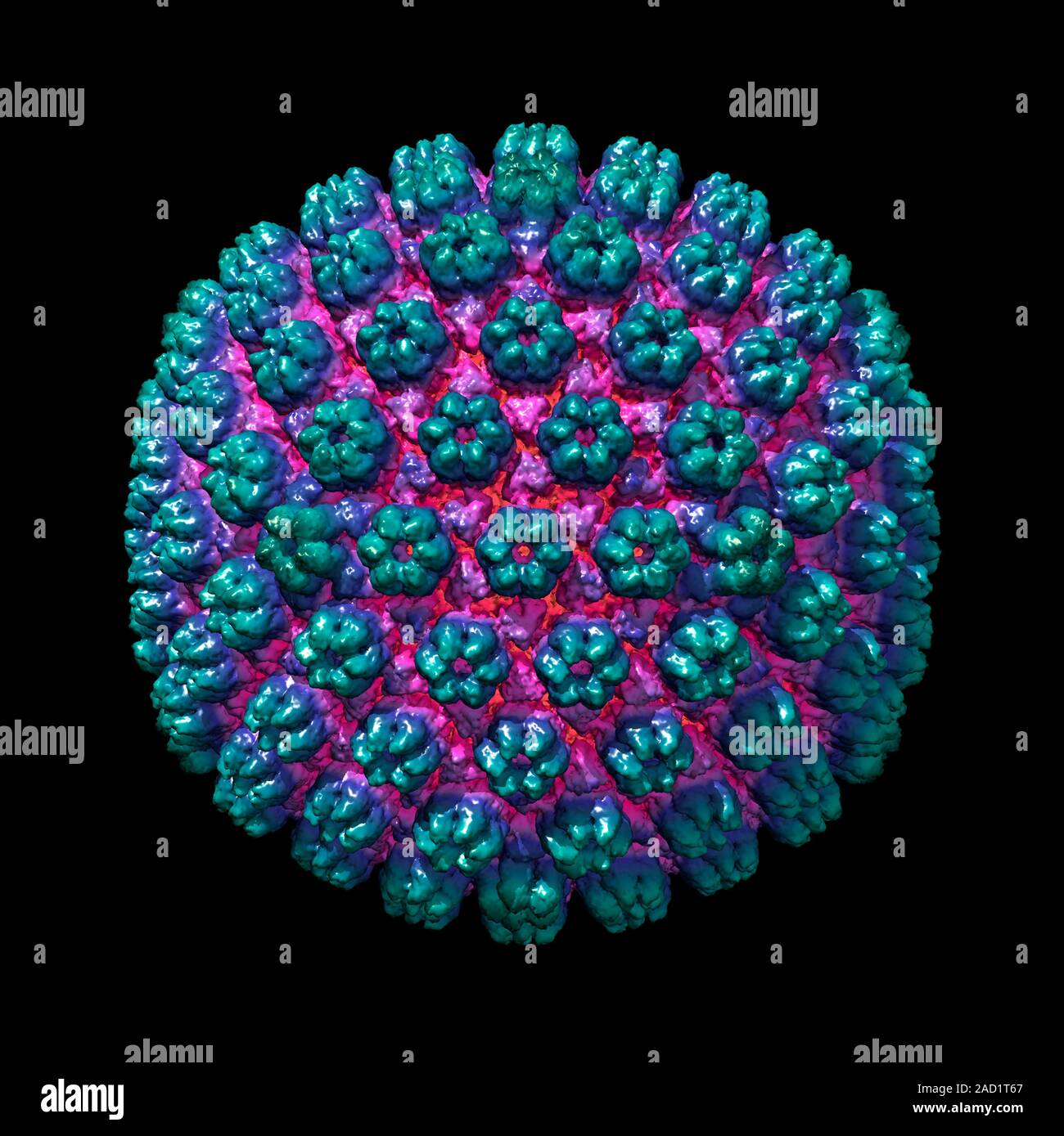 Human cytomegalovirus. Computer illustration showing the structure of ...