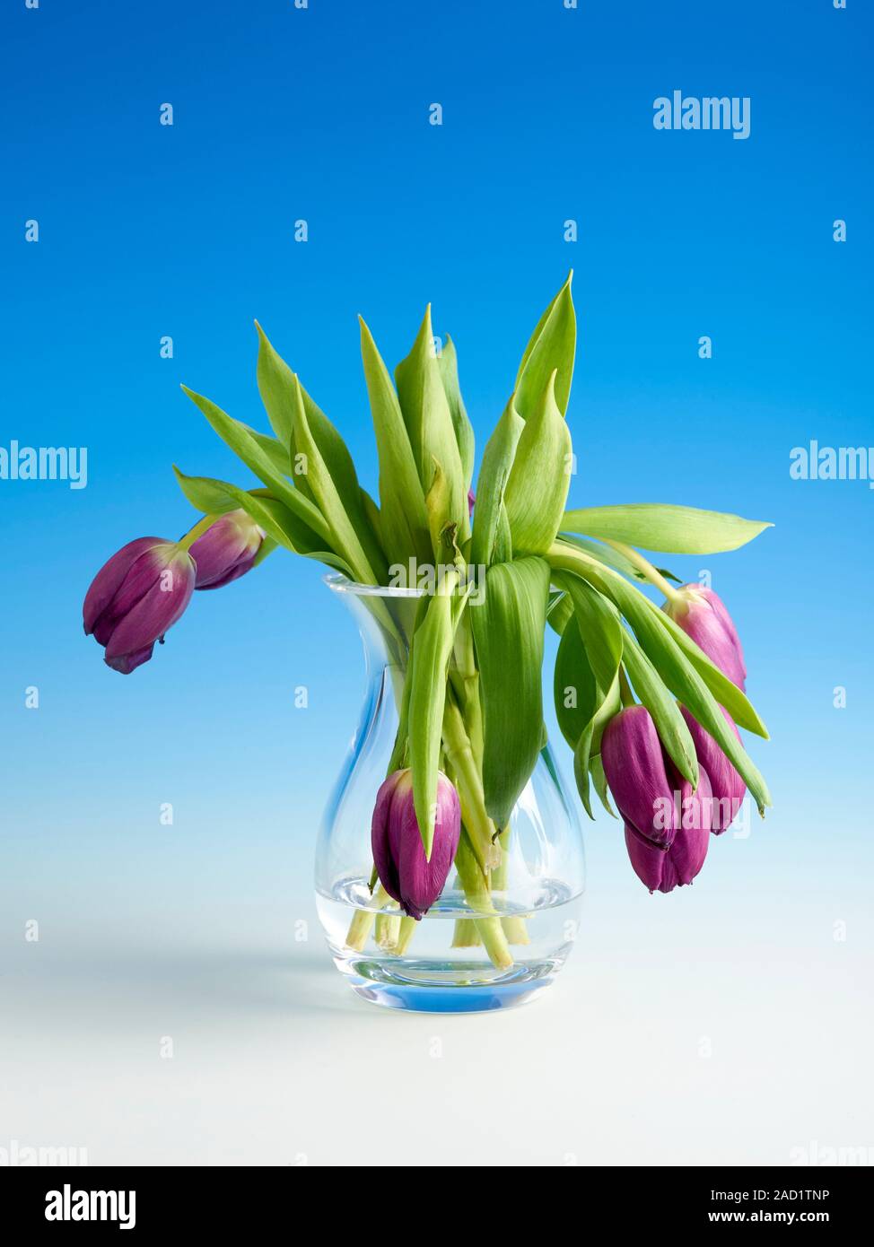 A vase full of wilting tulips (Tulipa sp.). Wilting is caused by a lack