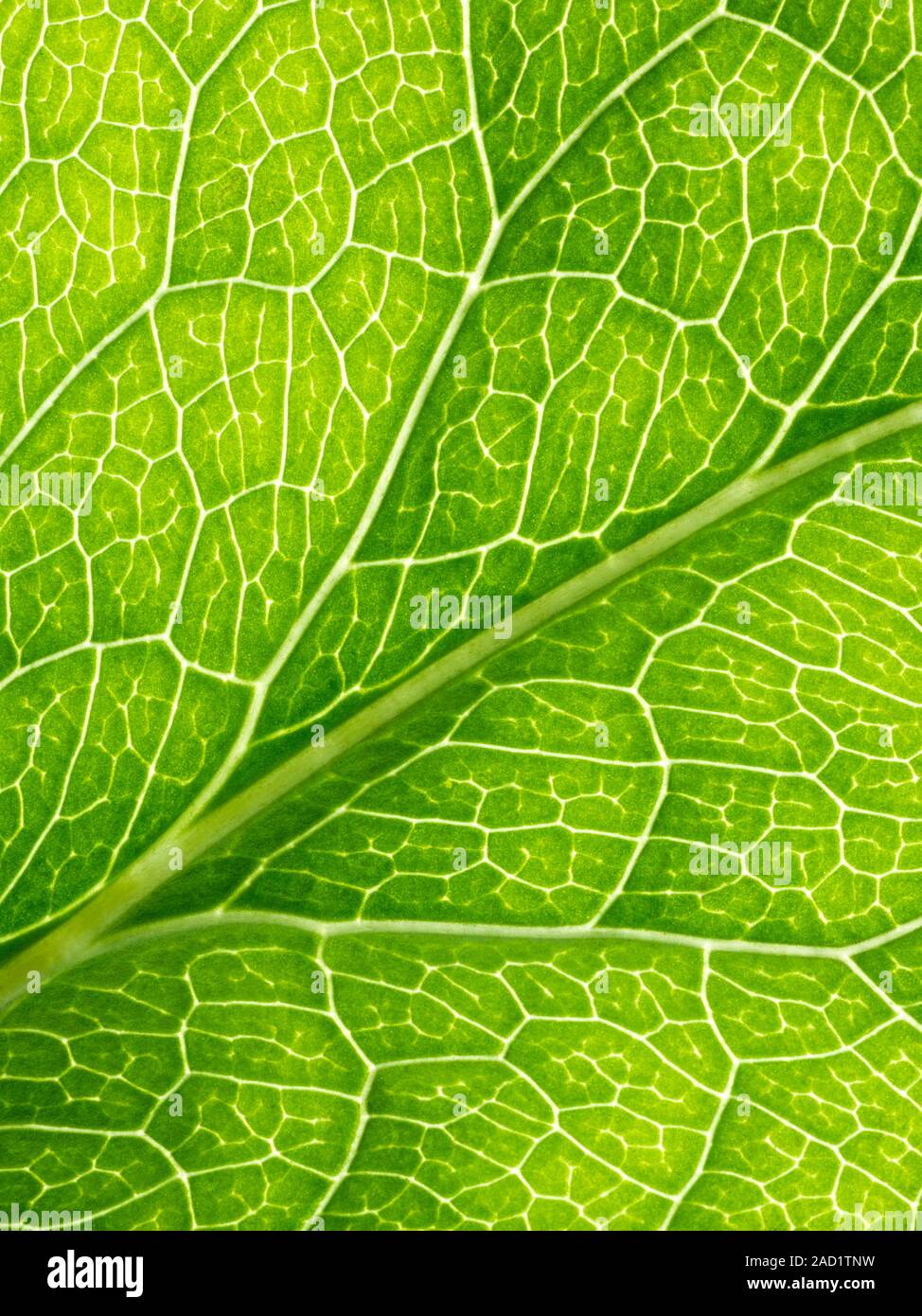 Closeup view of a leaf. This is lit to emphasise the veins. Each vein
