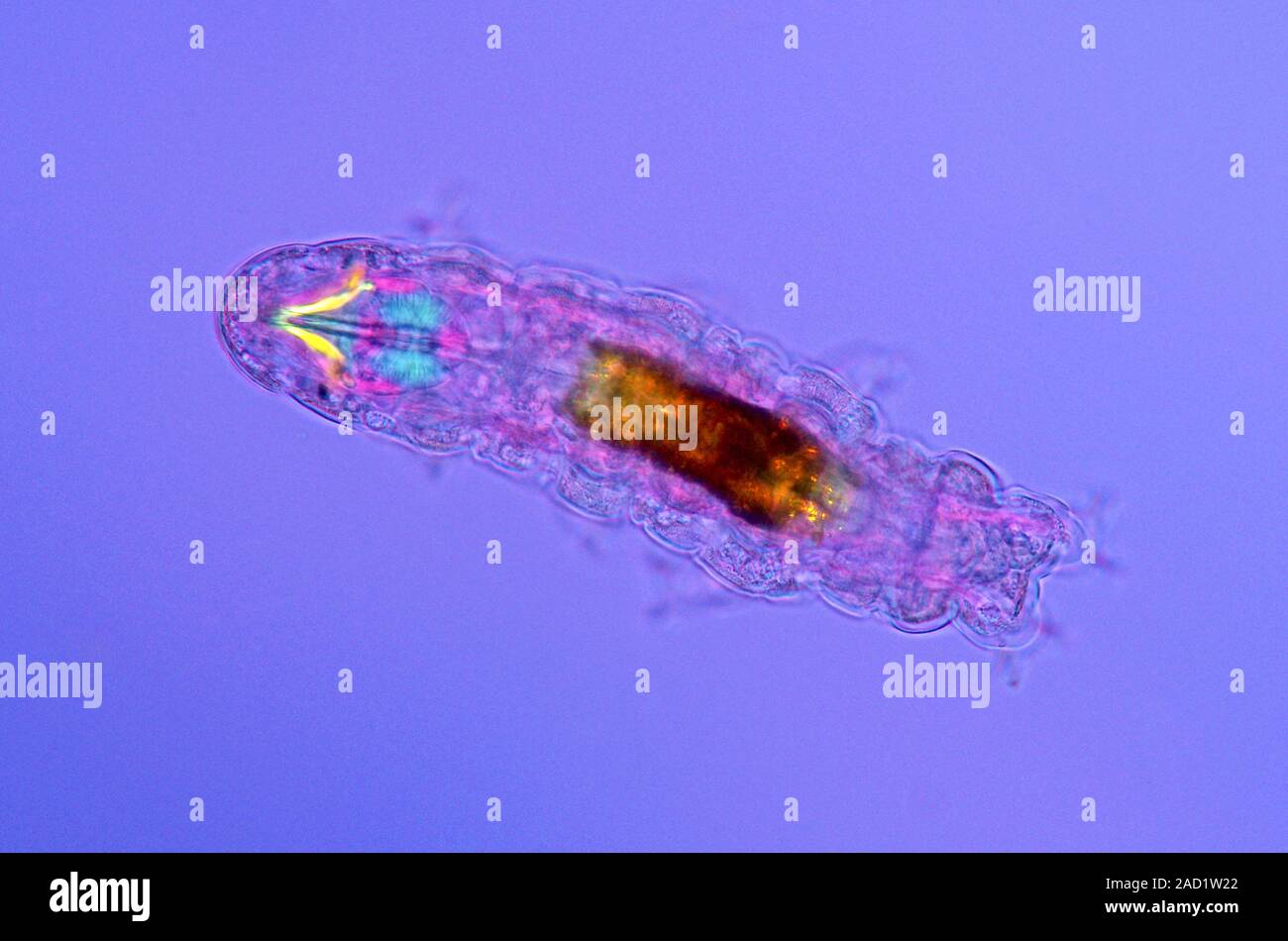 Tardigrade. Polarised light micrograph of a tardigrade (water bear